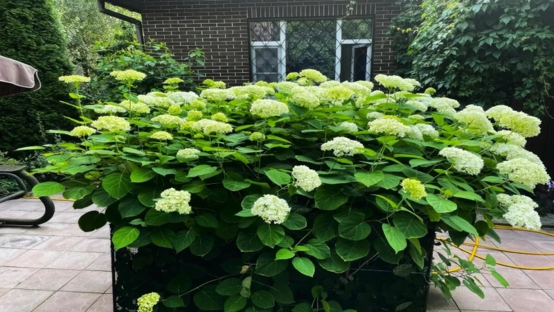 Где живёт легендарный тренер Татьяна Тарасова в Подмосковье