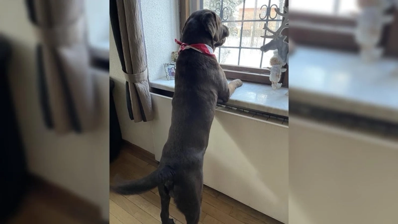 Живут как в сказке: загородный замок Натальи Бестемьяновой и Игоря Бобрина, где нет роскоши, но есть душа