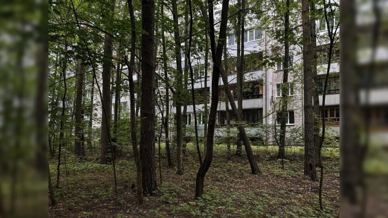 Город, который в СССР спрятали в лесу: почему Протвино в Подмосковье построили так, чтобы его почти не было видно