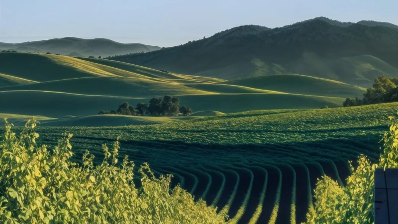 ГК ТОЧНО развивает новое направление: девелопер построит винодельню и сидрерию в Краснодарском крае